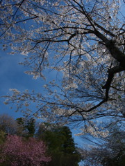 間々田八幡宮の桜１