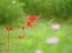 彼岸花３