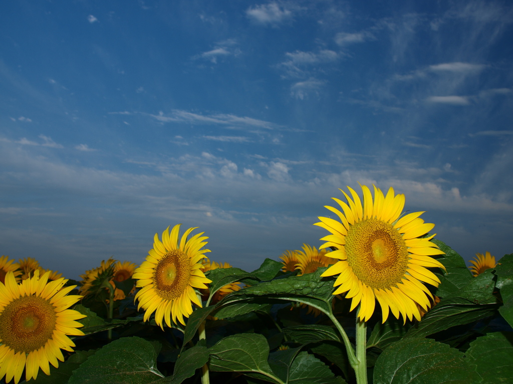 ひまわりの夏