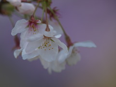 さくら、紫の夢を見る２