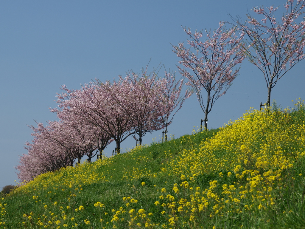 思川桜と菜の花２