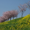 思川桜と菜の花２