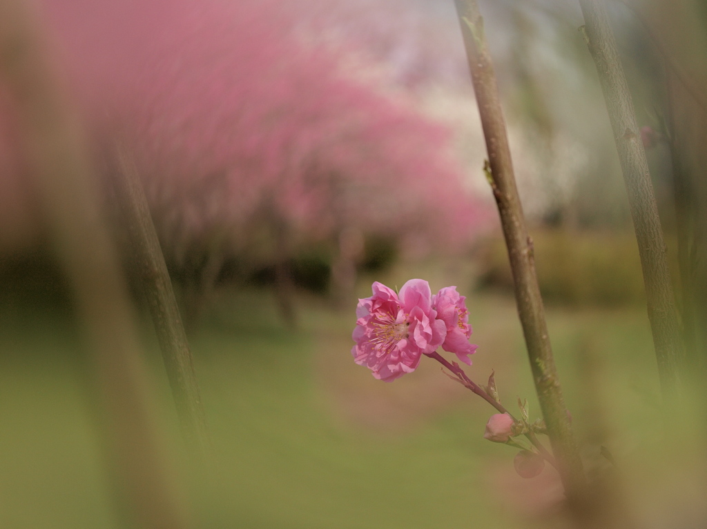 花桃の夢２