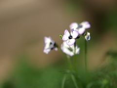 花を撮りに行った２