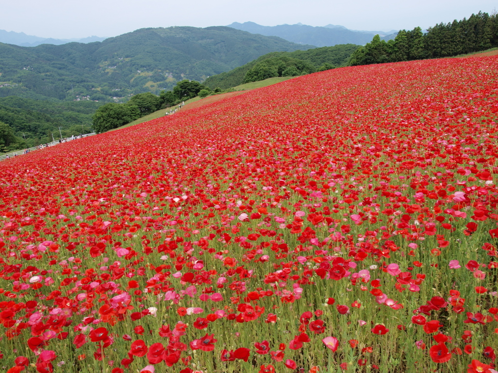 天空の花園