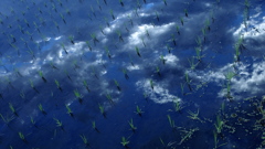 雲