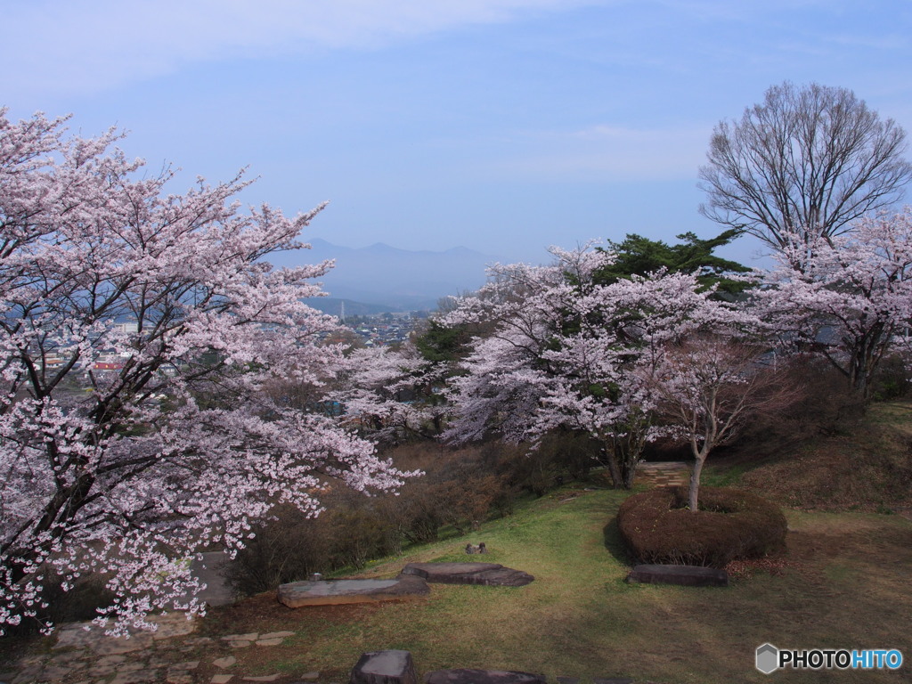公園の桜