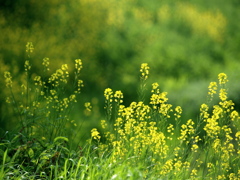 記憶の花