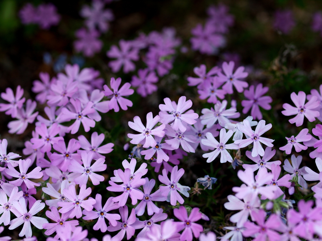 季節の花