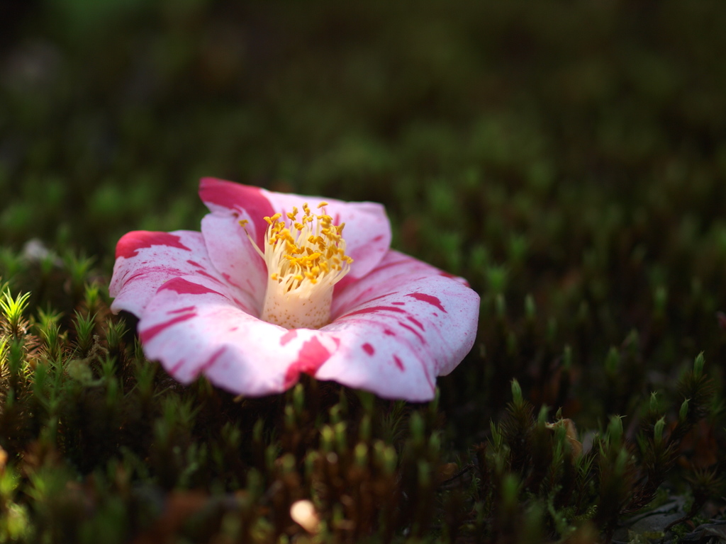 季節の花３