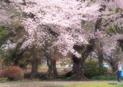 桜の恋