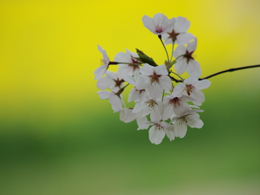 菜の花と桜２