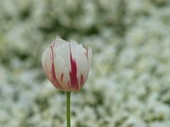 チューリップ