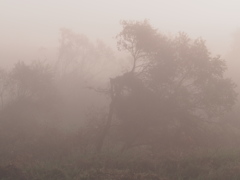 霧の朝に