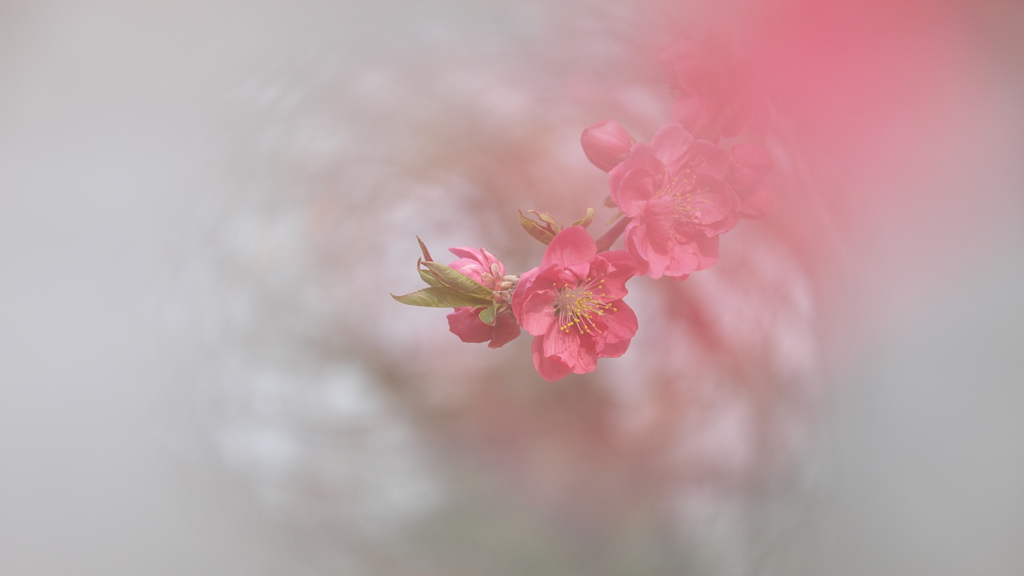 花桃の夢２