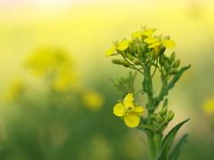 菜の花の詩３