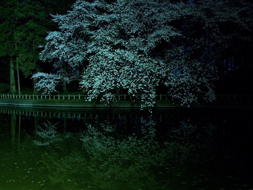 夜桜