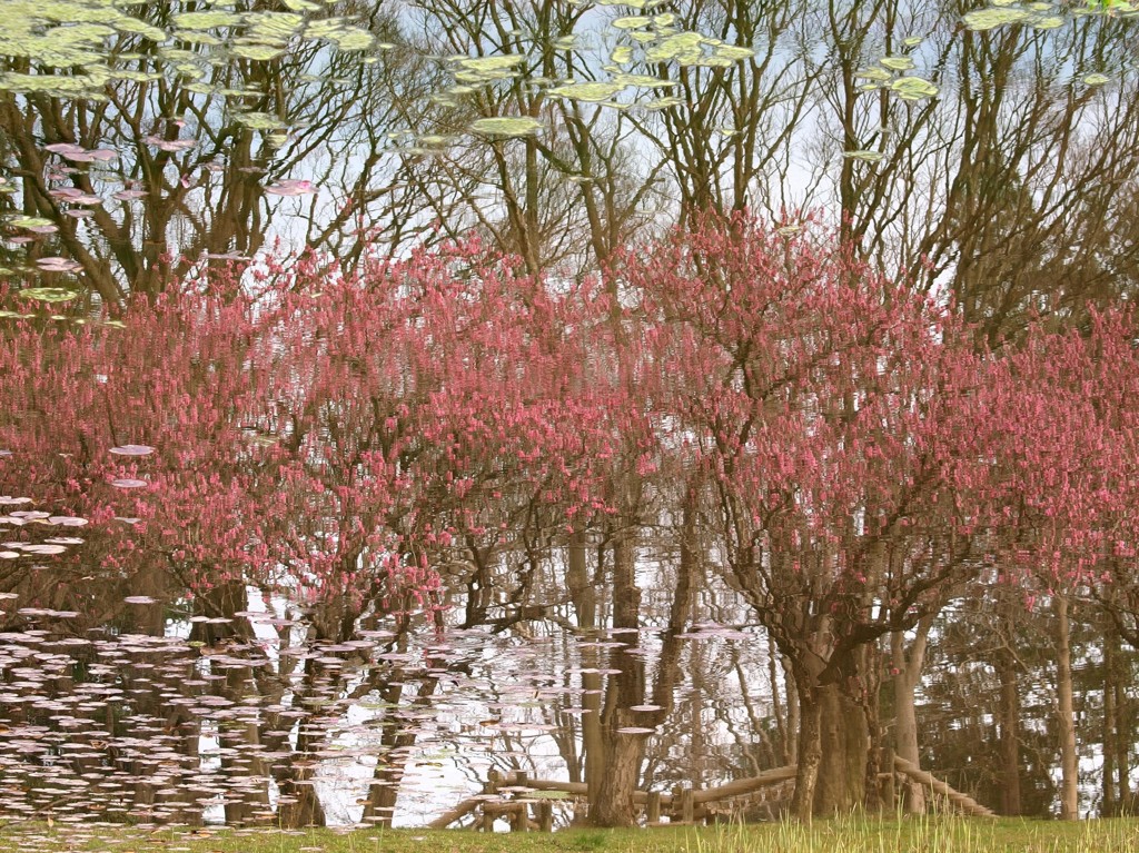 花桃の夢