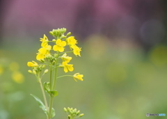 菜の花咲く