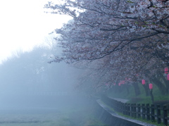 霧の朝に咲く