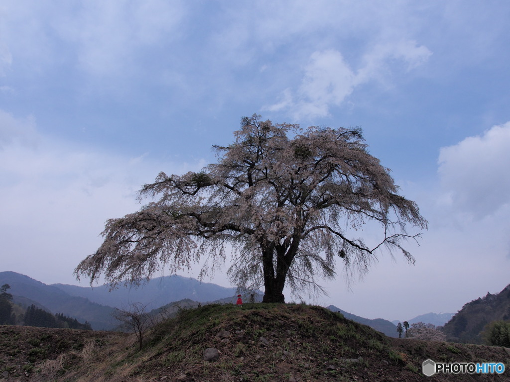 郷の桜
