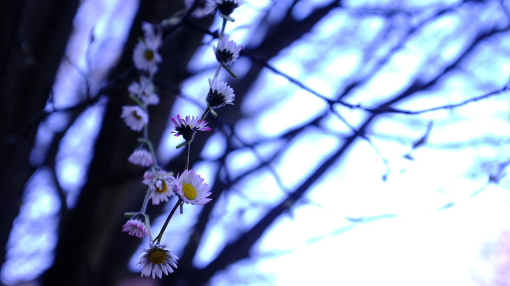 春の花