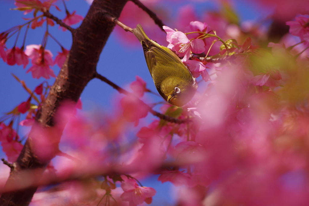 眼光の鋭いメジロ（桜ver.）