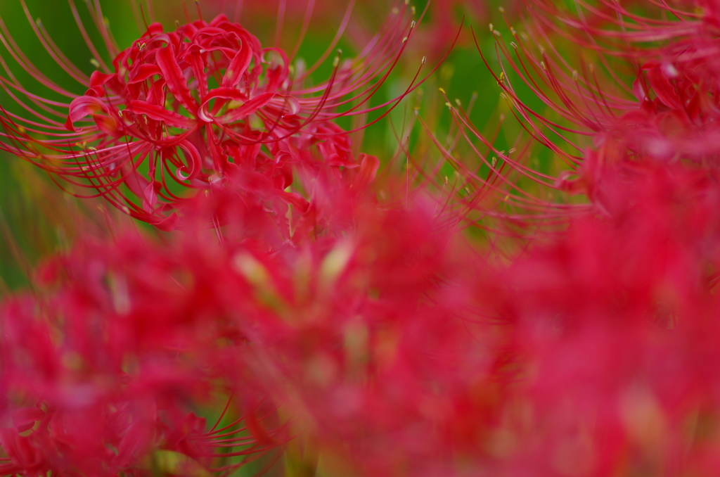 曼珠沙華