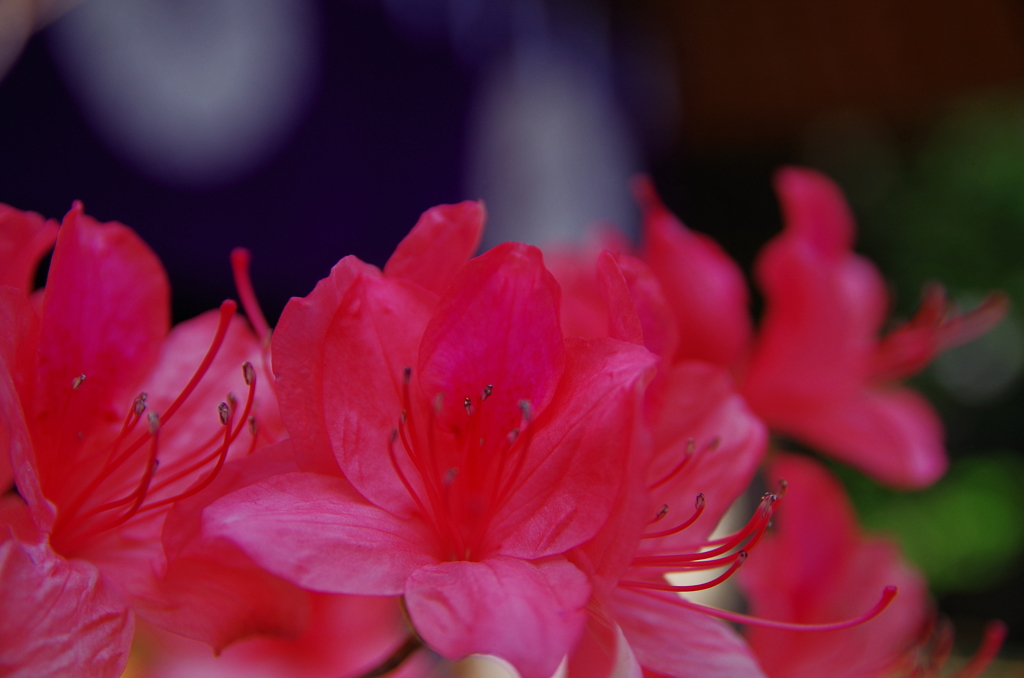 つつじ（東京大神宮）