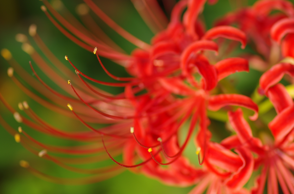 Spider lily