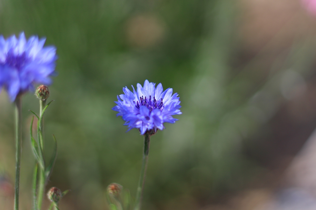 花たち③(2015.04)