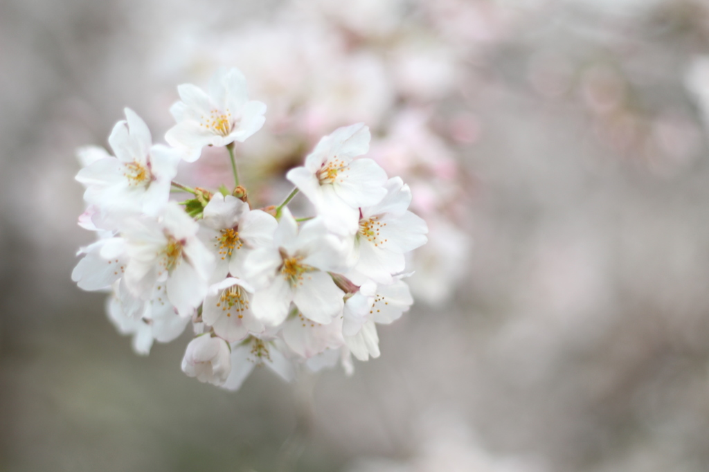 桜(2014.02)