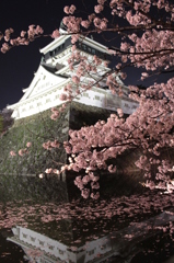 夜桜と城②(2014.04)