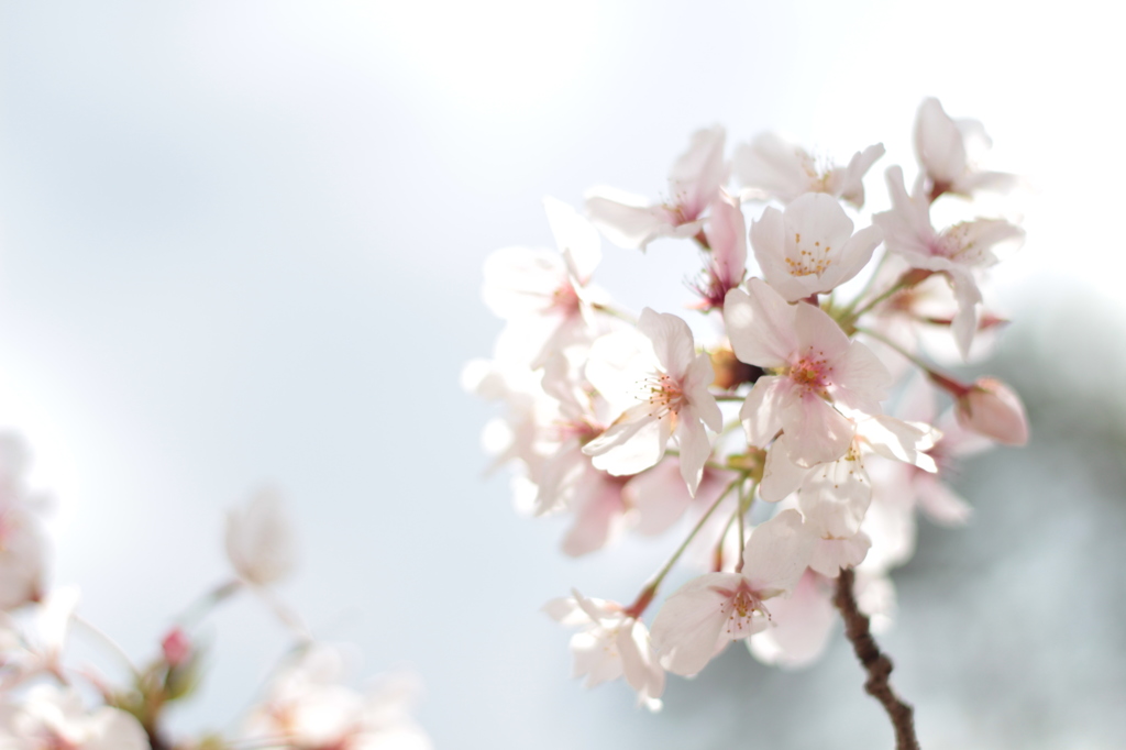 桜②(2014.04)