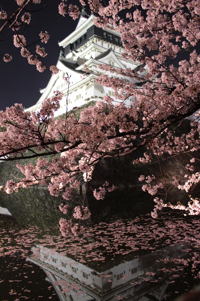 夜桜と城①(2014.04)