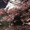 夜桜と城①(2014.04)