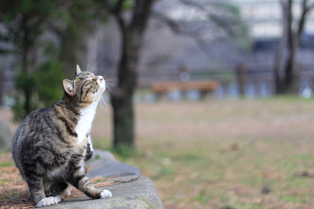 日向ぼっこ(2014.03)