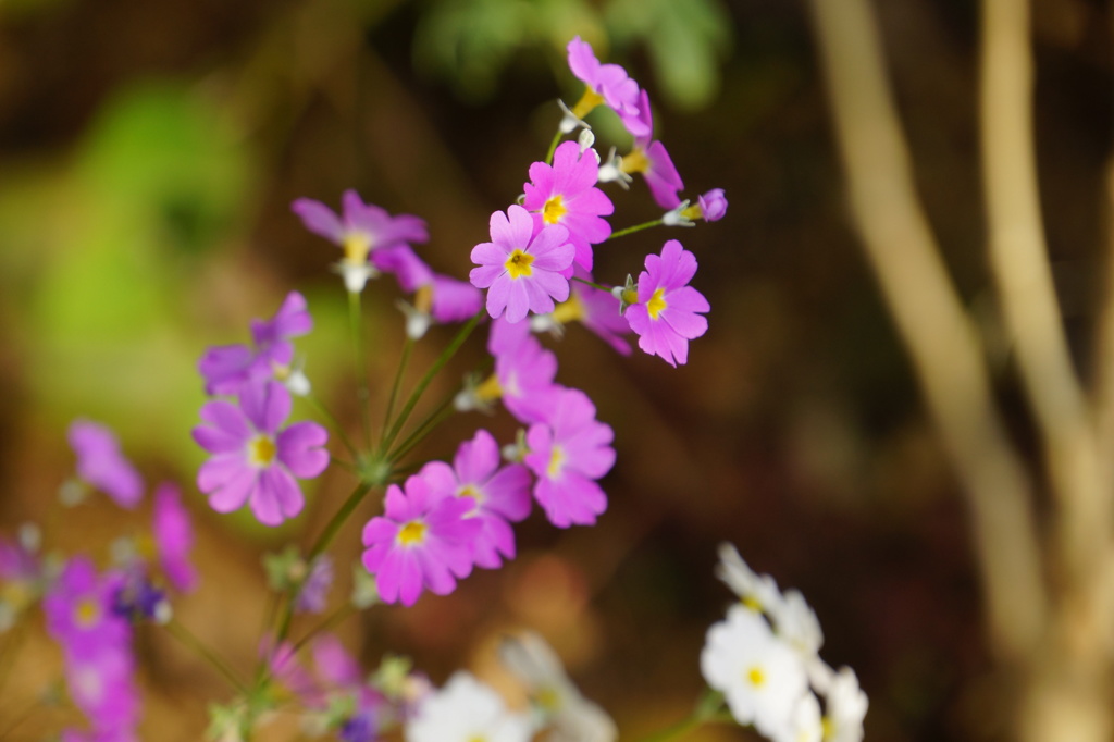 何という名の花でしょう