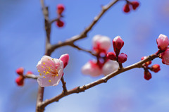 鎌倉 梅