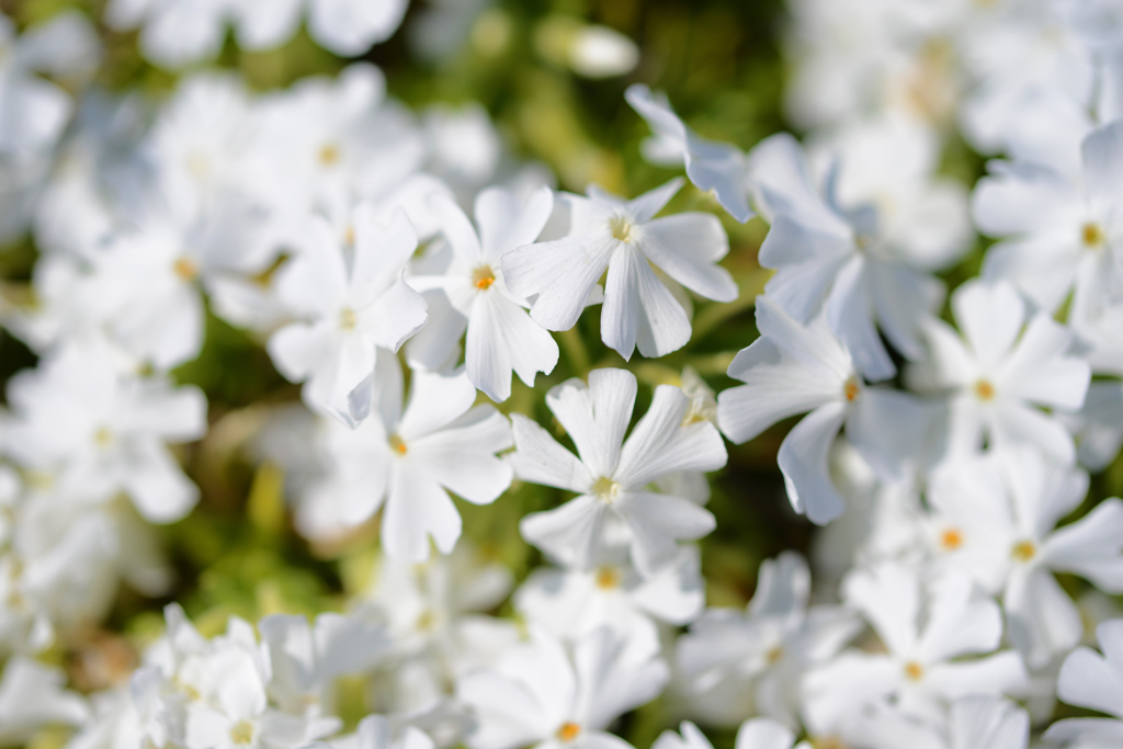 芝桜