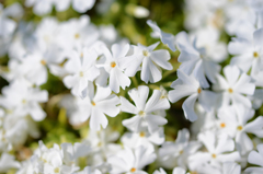 芝桜