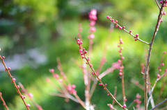 鎌倉 梅蕾