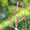 鎌倉 梅蕾