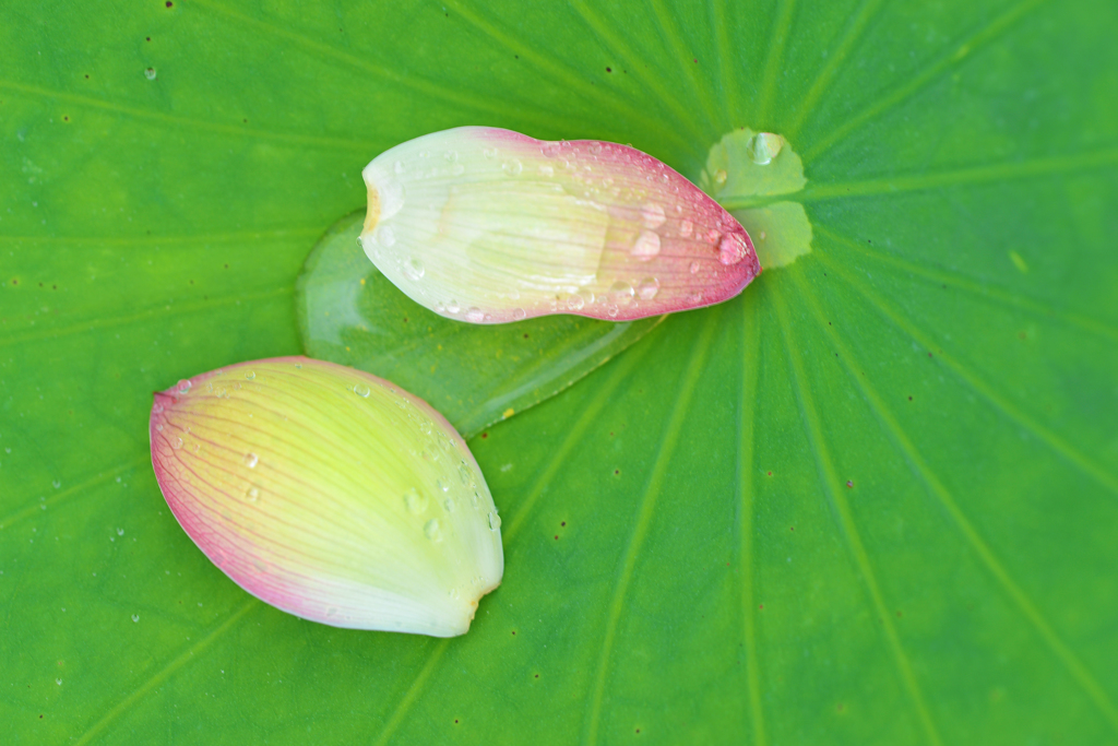 散った蓮