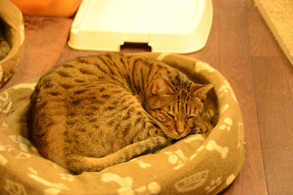 猫