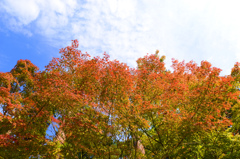 鎌倉紅葉