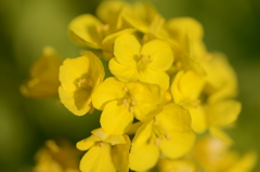 鎌倉 菜の花