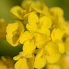 鎌倉 菜の花