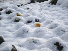 雪にも負けず