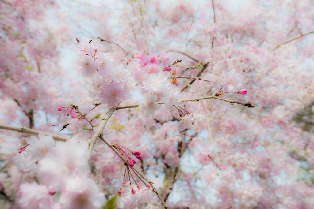 桜